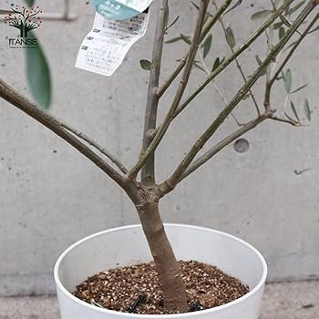 Amazon.co.jp: オリーブの苗木 品種：ルッカ 7号白テーパード鉢